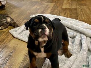 English Bulldog dogs Opal - Ad 6