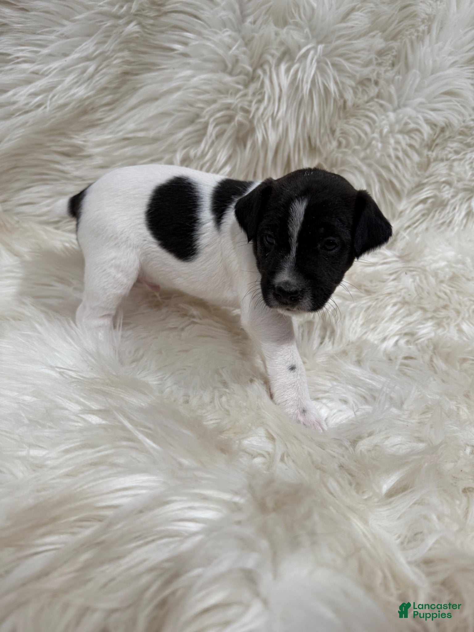 Jack Russell Terrier dogs Jrtca Rocky  - Ad 1