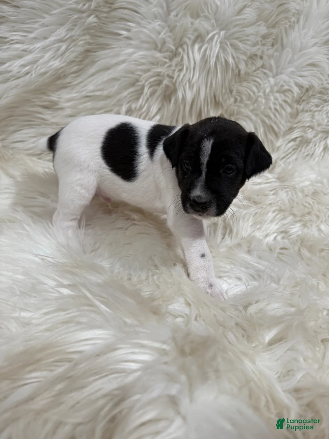 Jack Russell Terrier dogs for sale: Jrtca Rocky  - Ad 1