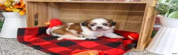 Shih Tzu dogs for sale: Joey - Ad 4