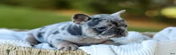 French Bulldog dogs for sale: Darla - Blue Merle - Ad 6