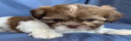 Shih Tzu dogs for sale: Molly - Ad 8
