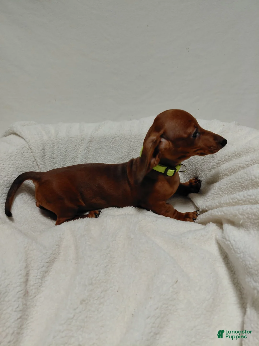 Miniature Dachshund dogs for sale: Girl 2 - Ad 3