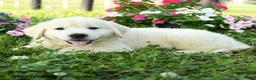 Golden Retriever dogs for sale: Winston - Ad 3