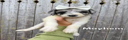 Goldendoodle dogs for sale: Mayhem - Standard F1b - Ad 2