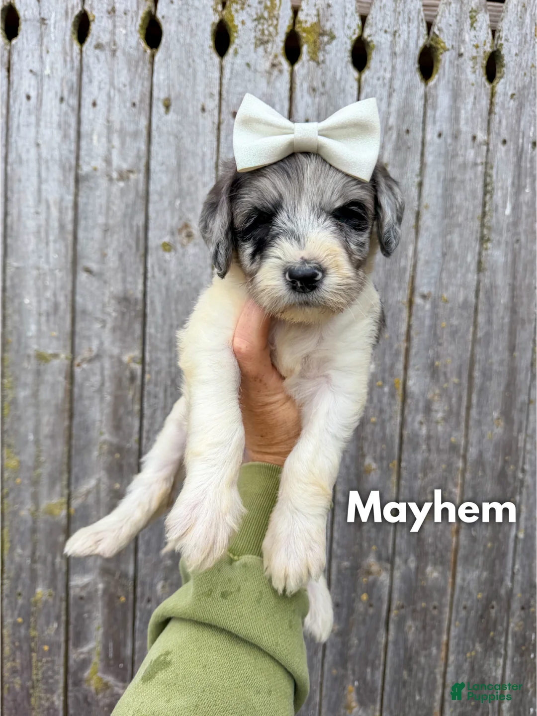 Goldendoodle dogs for sale: Mayhem - Standard F1b - Ad 2