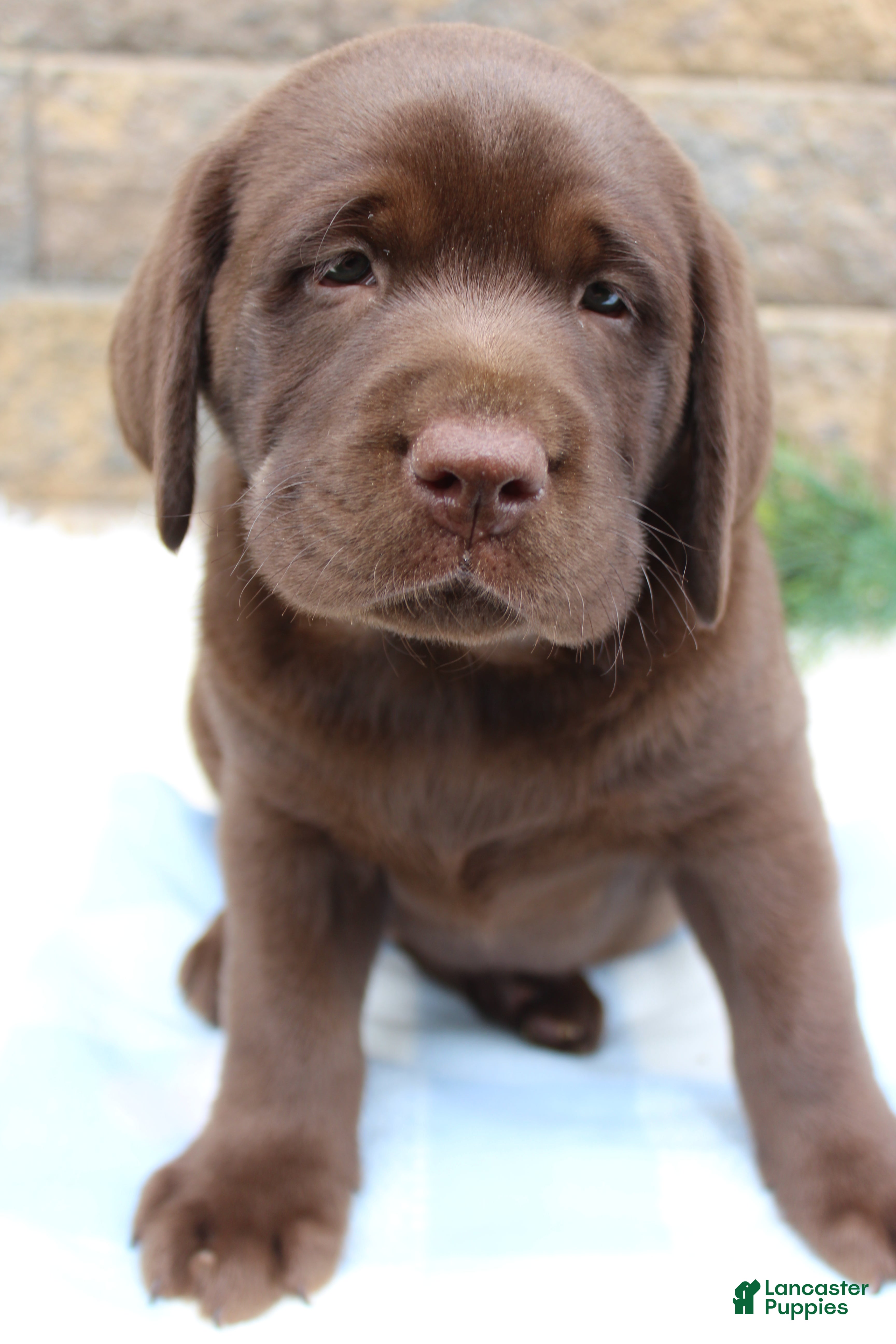Labrador Retriever dogs for sale: Buster - Ad 1