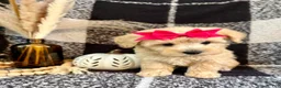 Schnoodle dogs for sale: Lucy - Ad 4