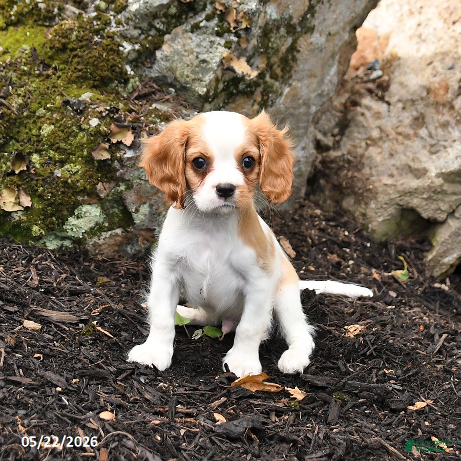 Cavalier King Charles Spaniel dogs for sale: Duke - Ad 3