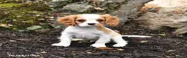 Duke