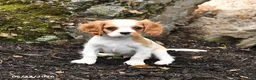 Cavalier King Charles Spaniel dogs for sale: Duke - Ad 1