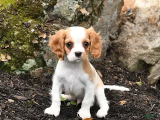 Cavalier King Charles Spaniel dogs for sale: Duke - Ad 3