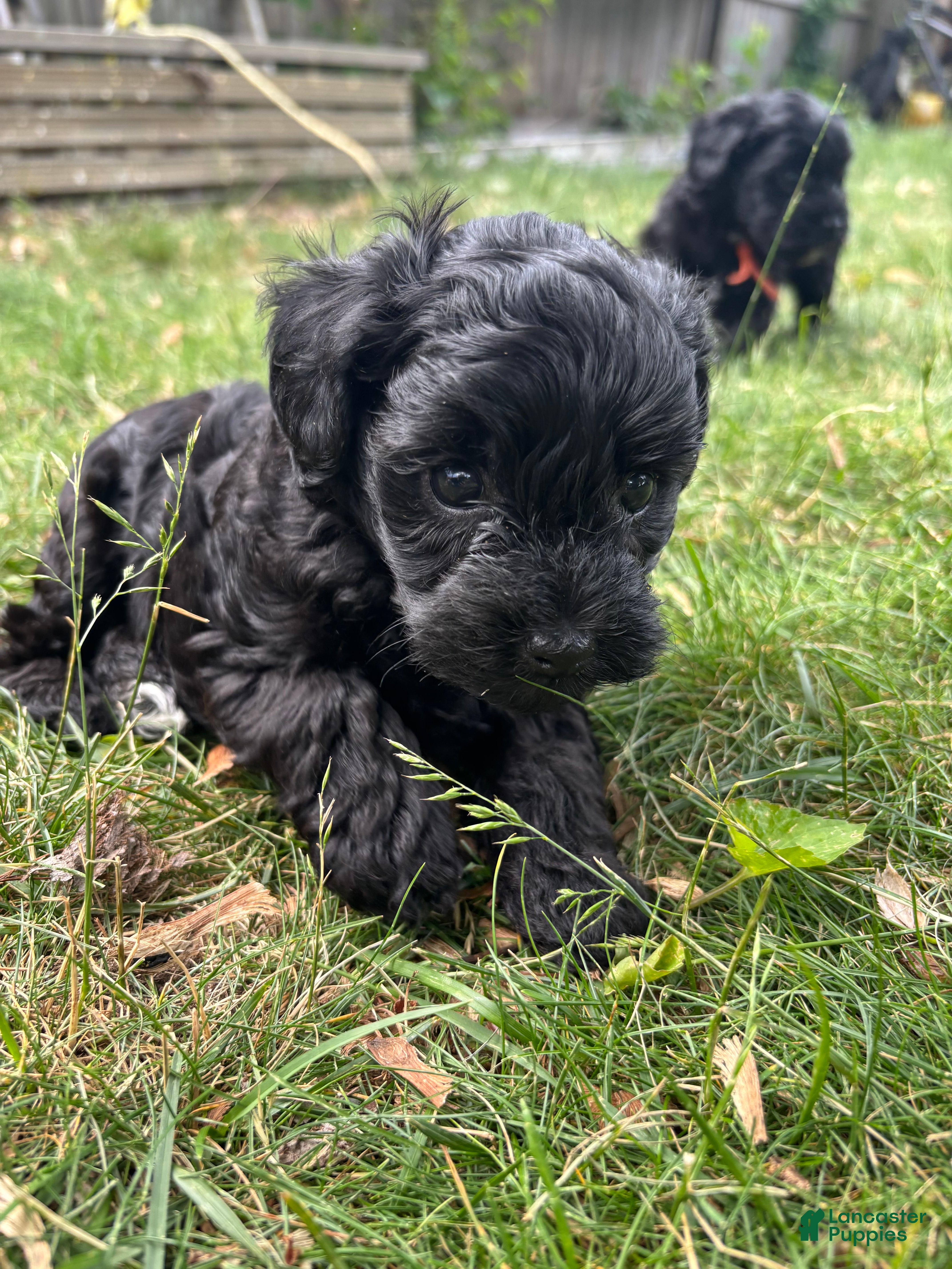 Yorkiepoo dogs Ringo - Ad 2