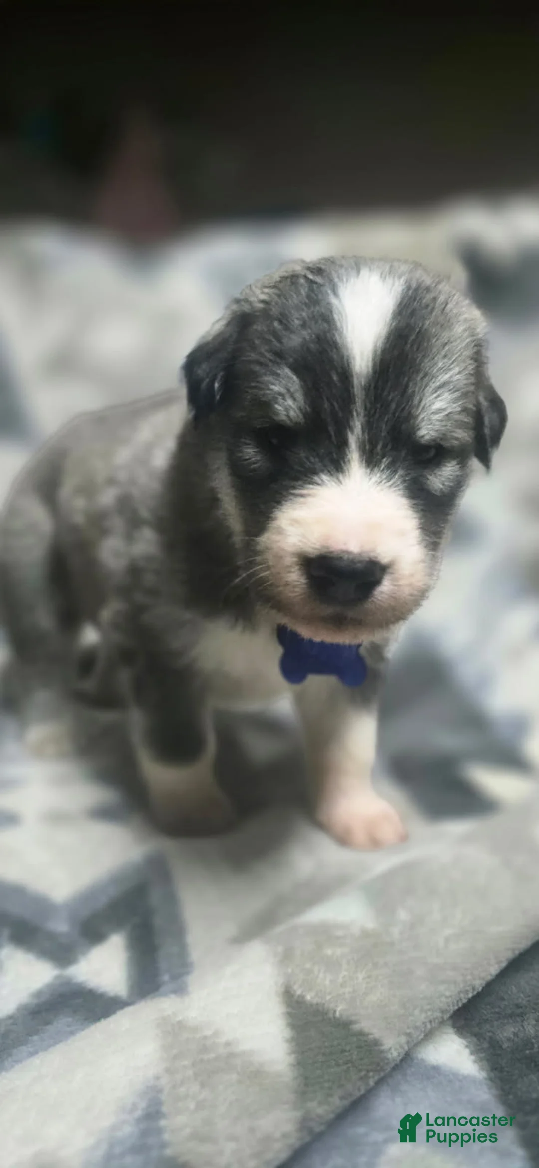 Mixed Breed dogs for sale: Mixed Breed Puppy 2 - Ad 1