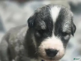 Mixed Breed dogs Mixed Breed Puppy 2 - Ad 13