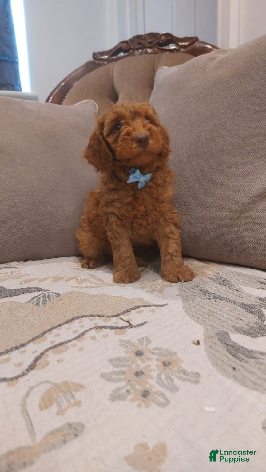 Cavapoo dogs for sale: Cavapoo 2 - Ad 6