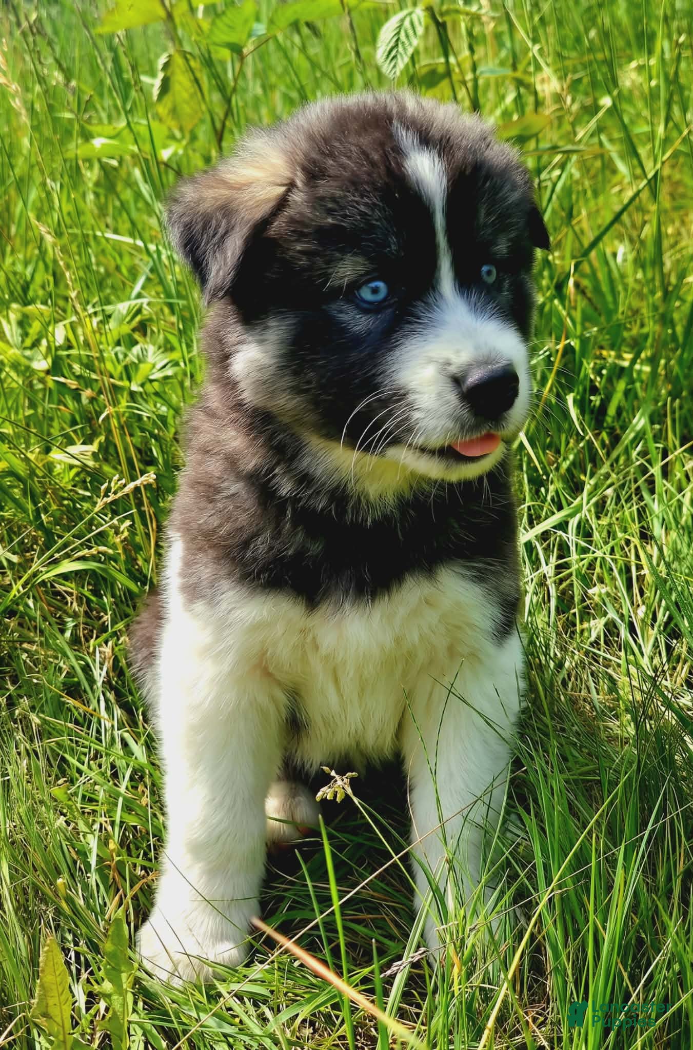 Mixed Breed dogs Happy - Ad 4
