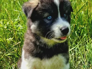 Mixed Breed dogs Happy - Ad 6