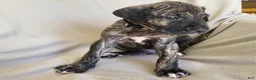 Daniff dogs for sale: Bo - Ad 1