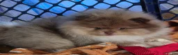 Pomeranian dogs for sale: Bear - Ad 2