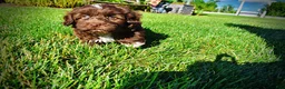 Havapoo dogs for sale: Chewy - Ad 18