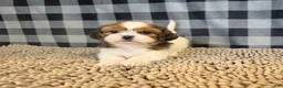 Shih Tzu dogs for sale: Abe - Ad 4