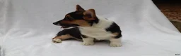 Welsh Corgi Pembroke dogs for sale: Poncho - Ad 1