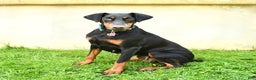 Doberman Pinscher dogs for sale: Macy - Ad 6