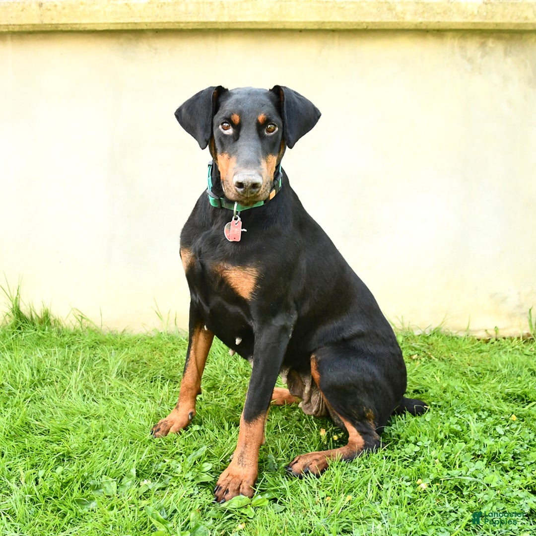 Doberman Pinscher dogs for sale: Macy - Ad 6