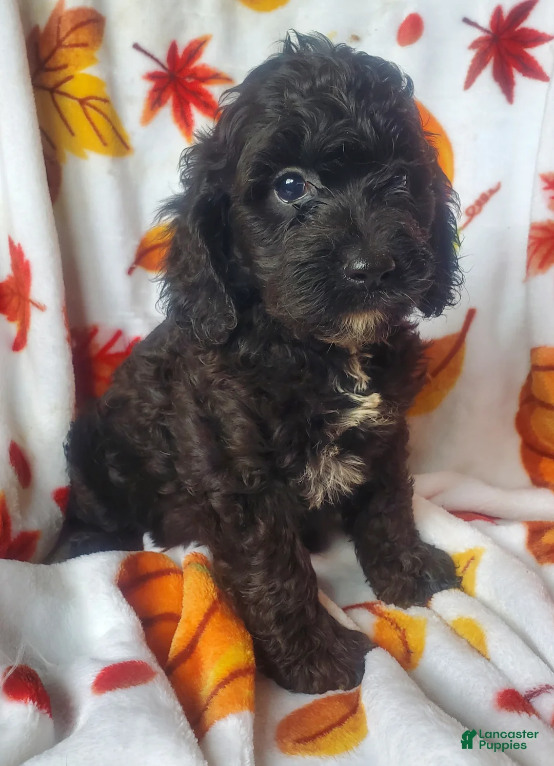 Cockapoo dogs for sale: Gina - Ad 2