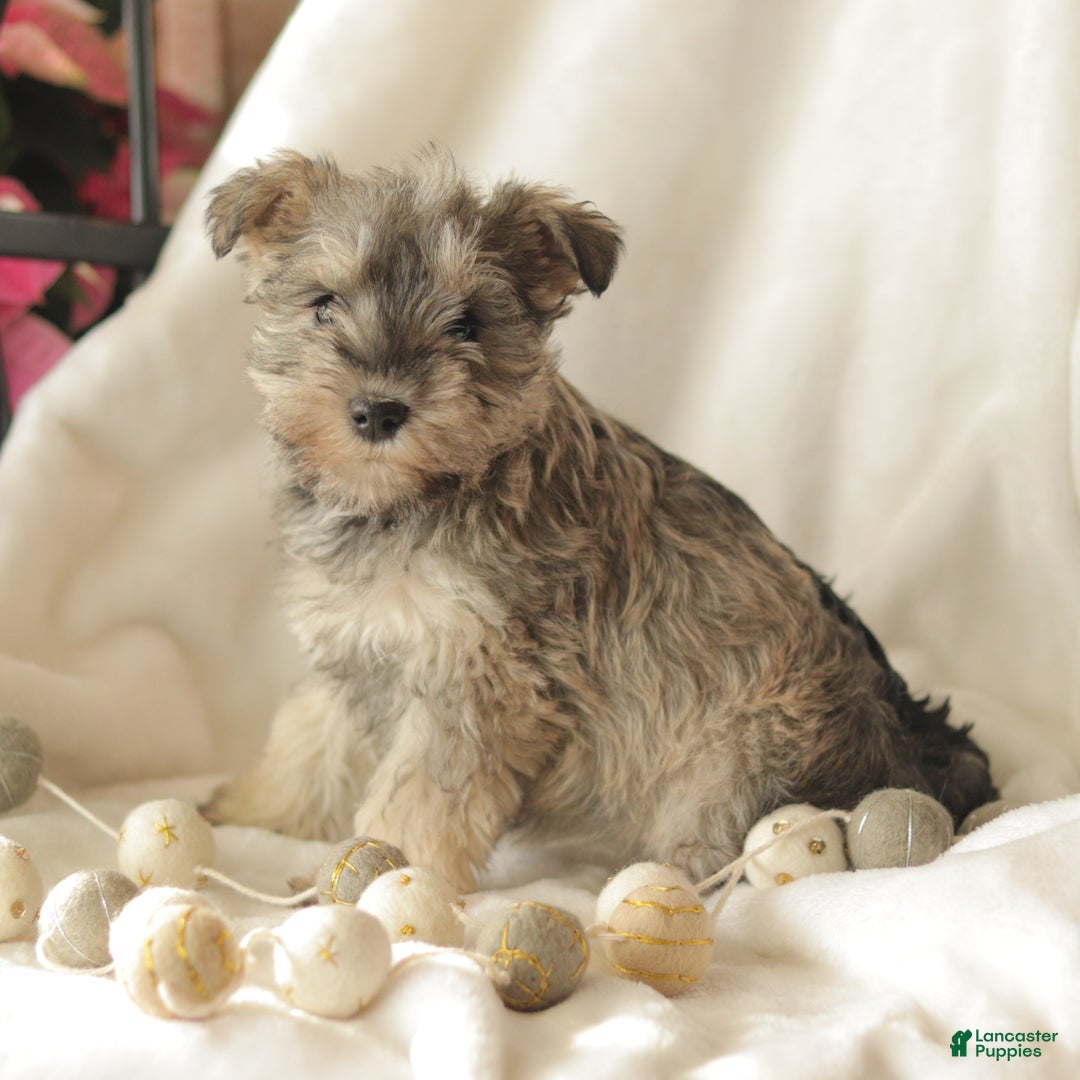 Miniature Schnauzer dogs for sale: Moon Light - Ad 4