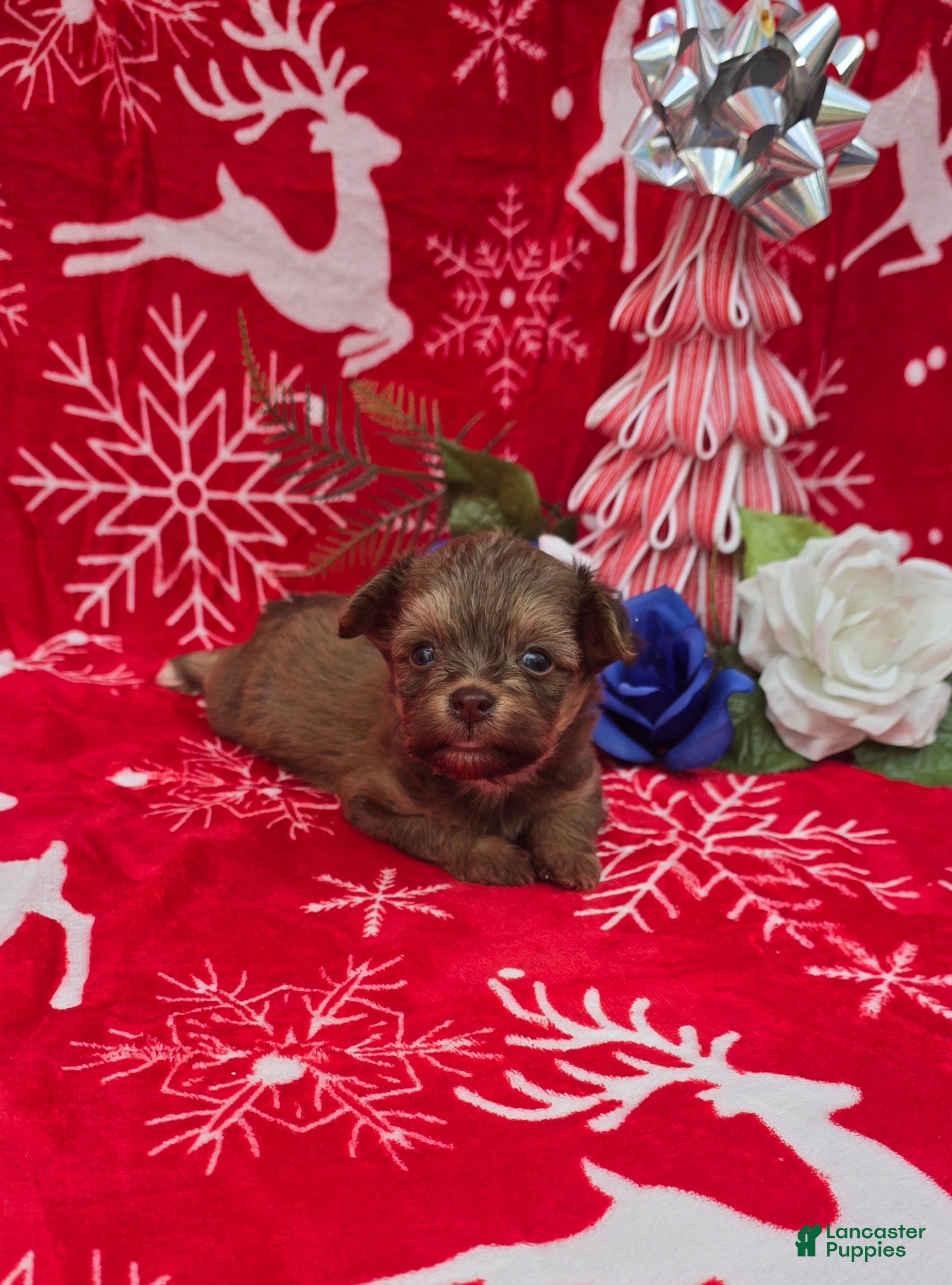 Mixed Breed dogs Beau - Ad 18