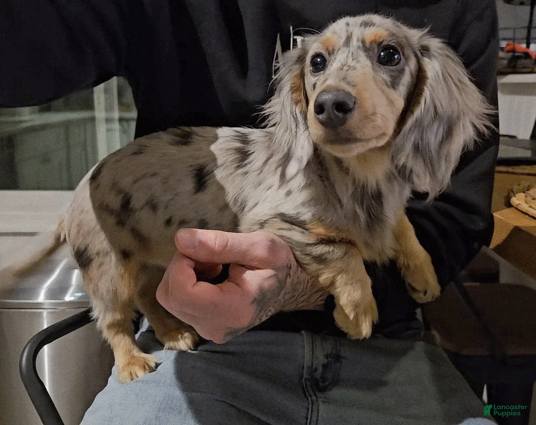 Miniature Dachshund dogs for sale: Miniature Dachshund Puppy 1 - Ad 3