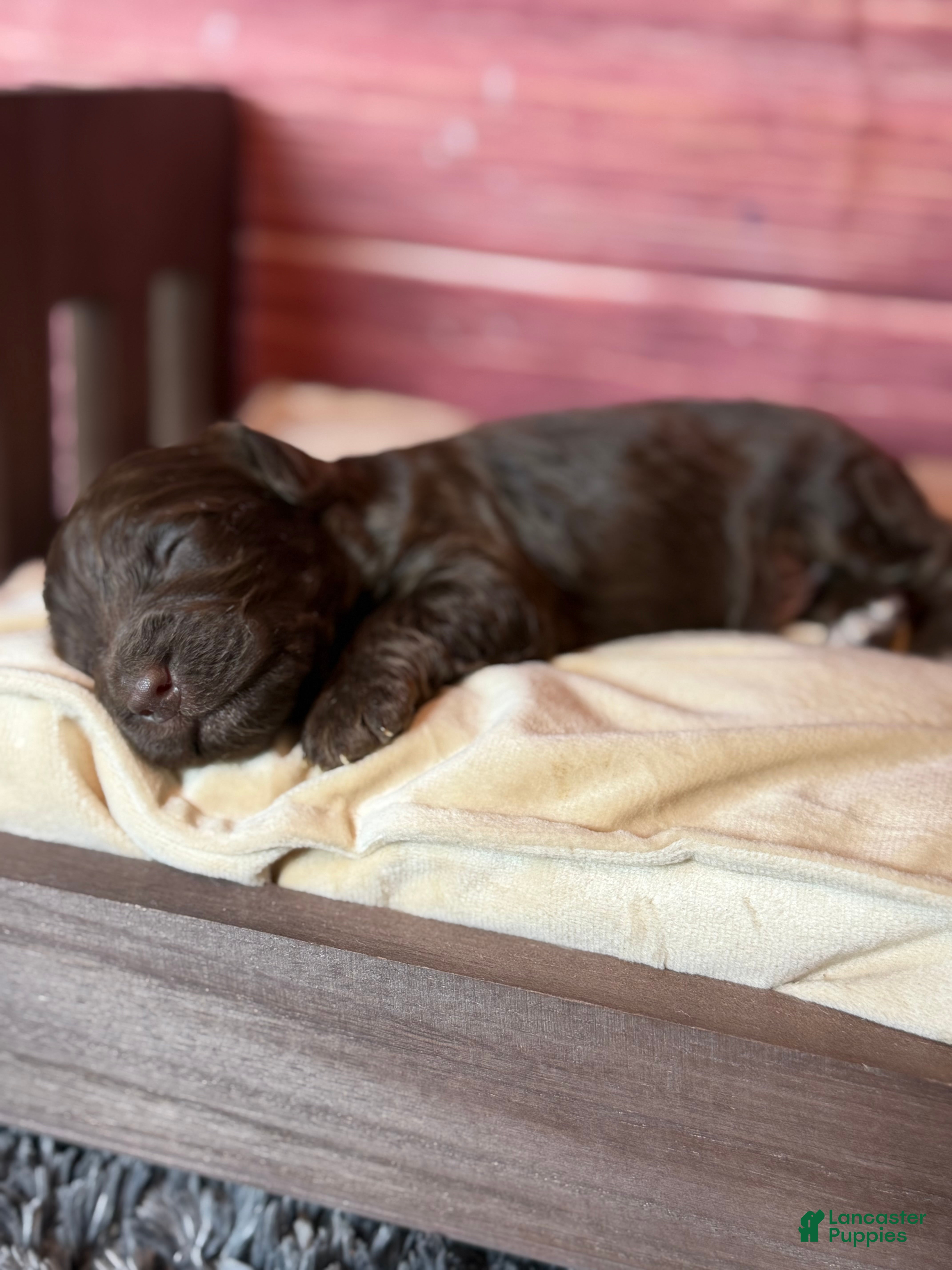 Cockapoo dogs Nash - Ad 2