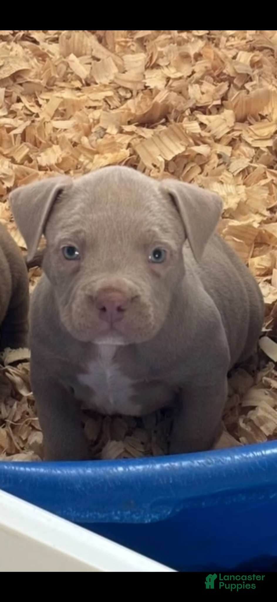 American Bully dogs for sale: Beans  - Ad 1