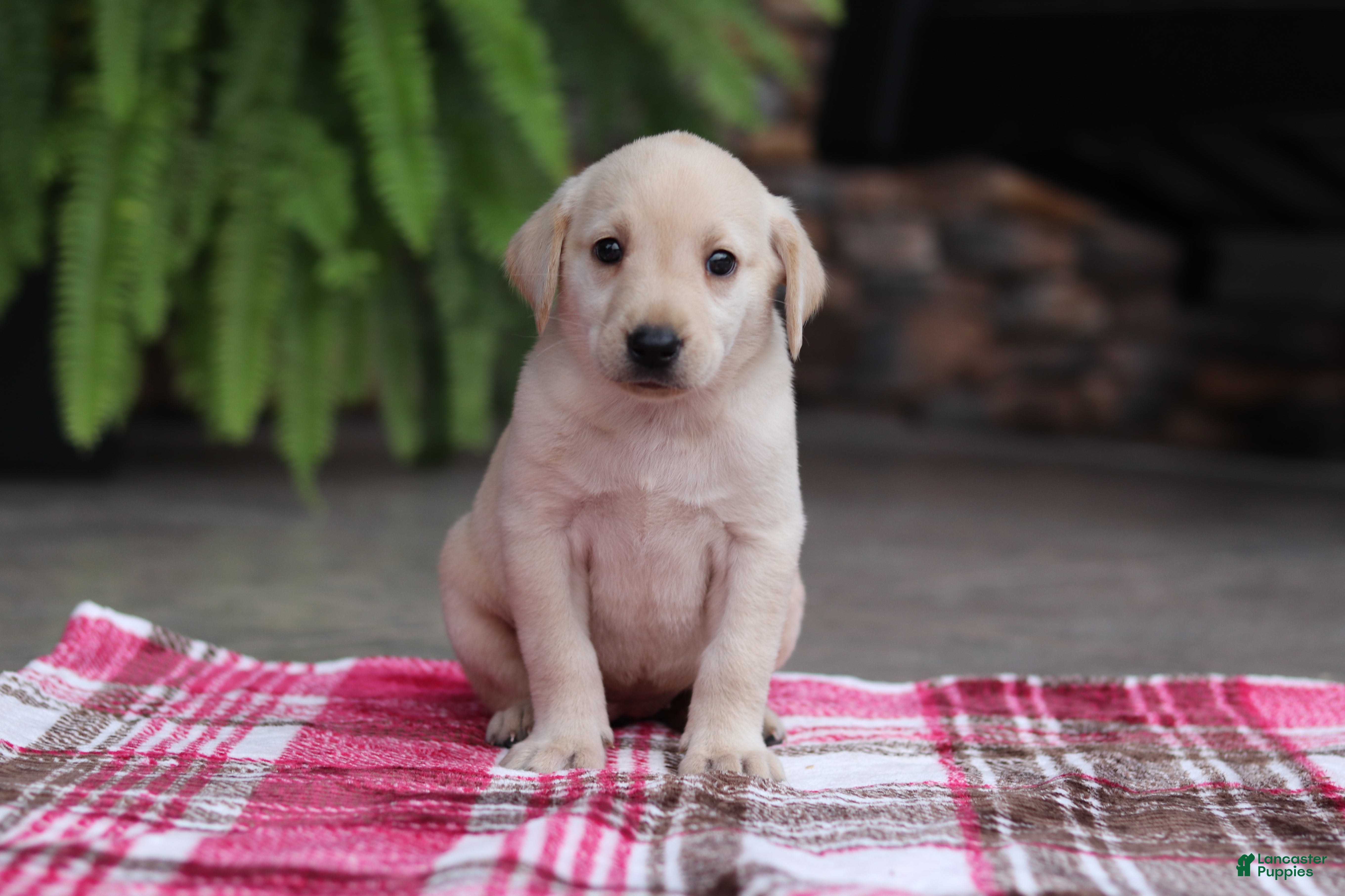 Labrador Retriever dogs Bella - Ad 1
