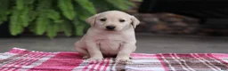 Labrador Retriever dogs for sale: Bella - Ad 1