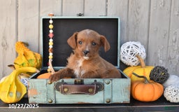 Mixed Breed dogs for sale: Timmy - Image 3