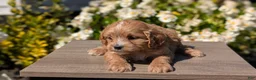 Cavapoo dogs for sale: Ozzy - Ad 5