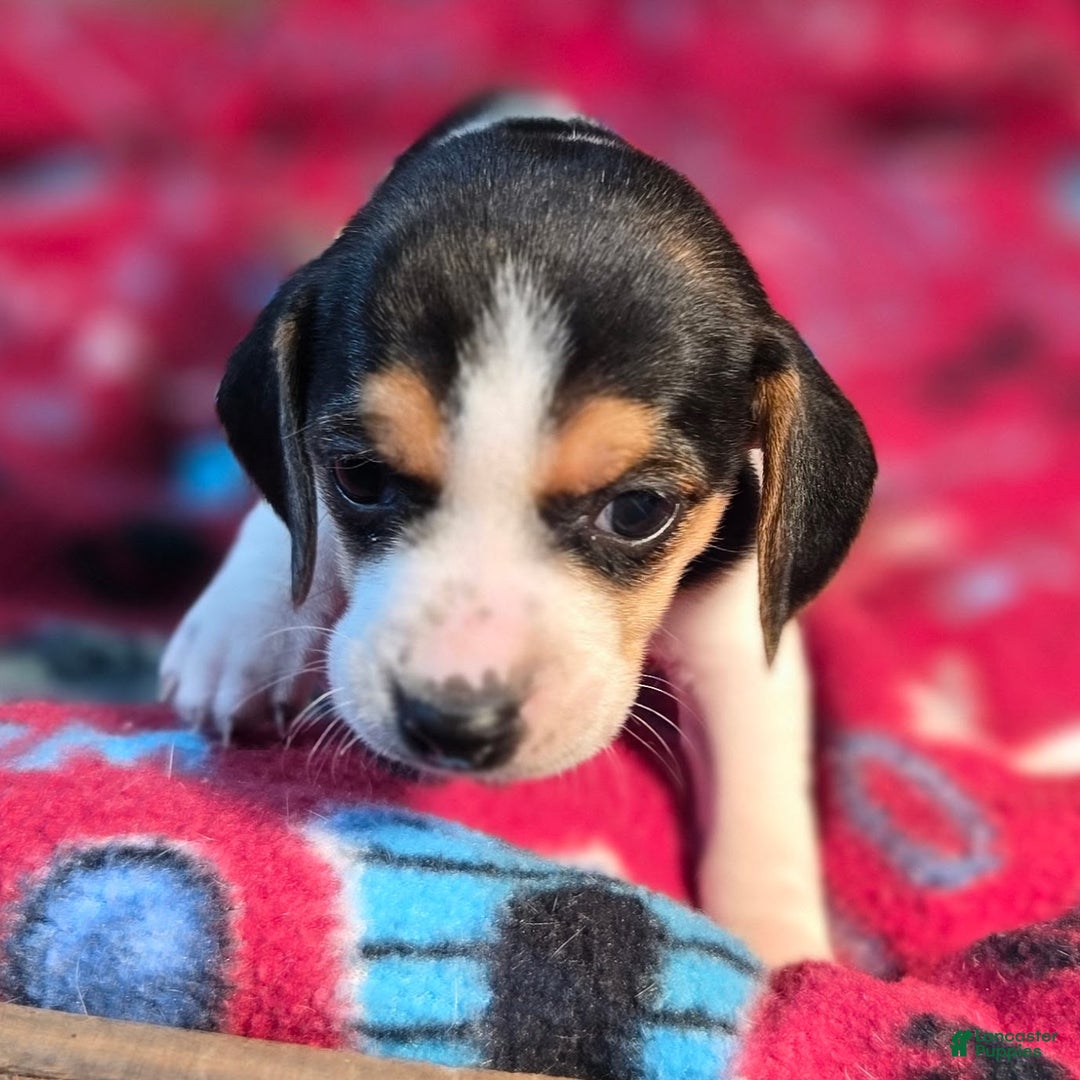Beagle dogs for sale: Clove Queen Elizabeth Pocket Beagle - Ad 3