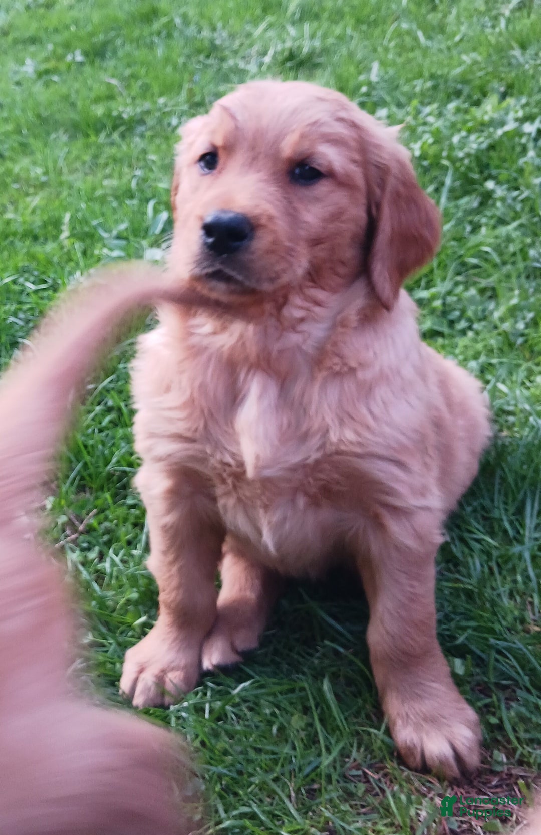 Golden Retriever dogs for sale: Sherman - Ad 4