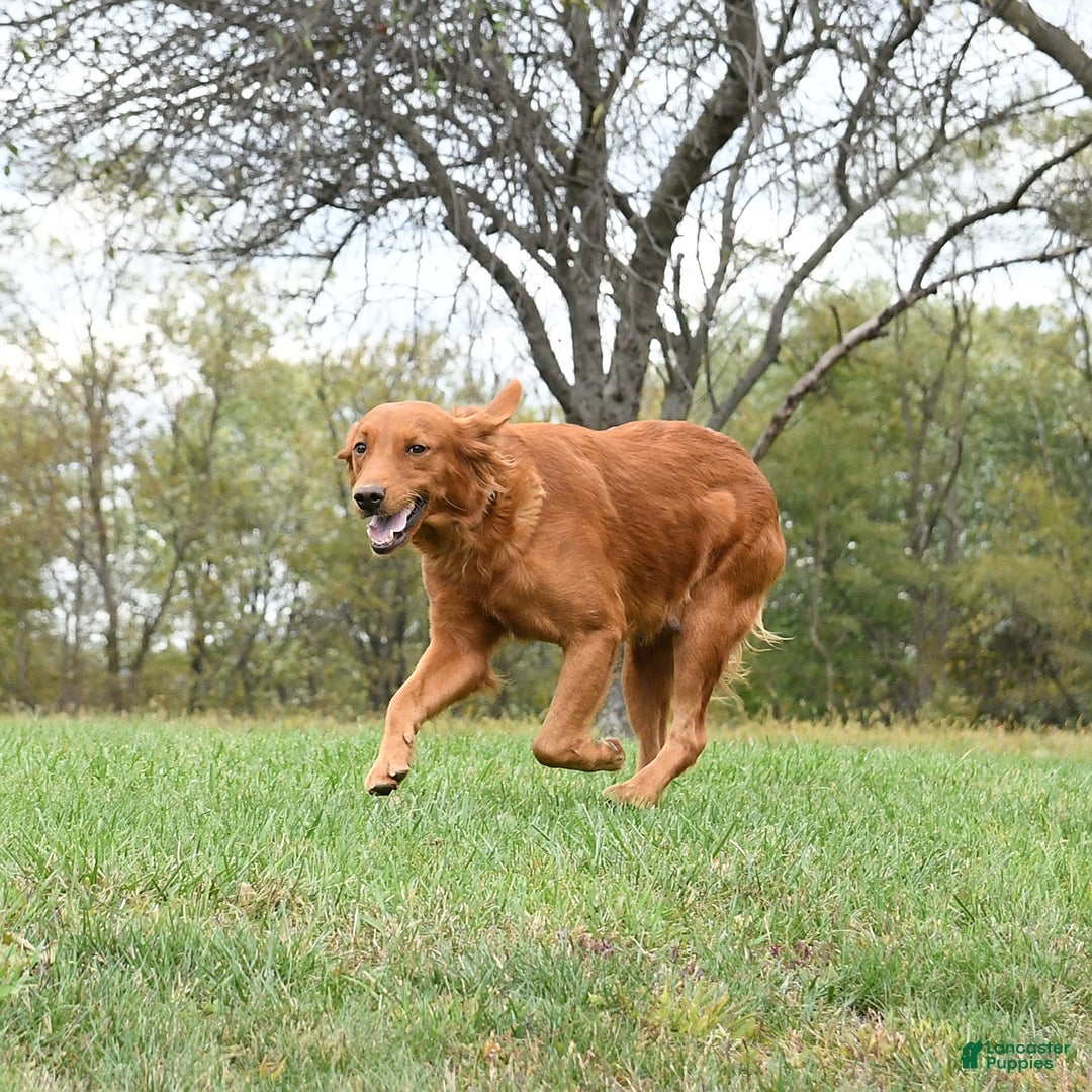 Golden Retriever dogs for sale: Tiki - Ad 2