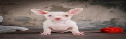 Chihuahua dogs for sale: Cole - Ad 4