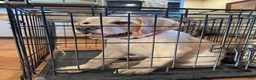 Labrador Retriever dogs for sale: Ketchup- Red collar - Ad 2