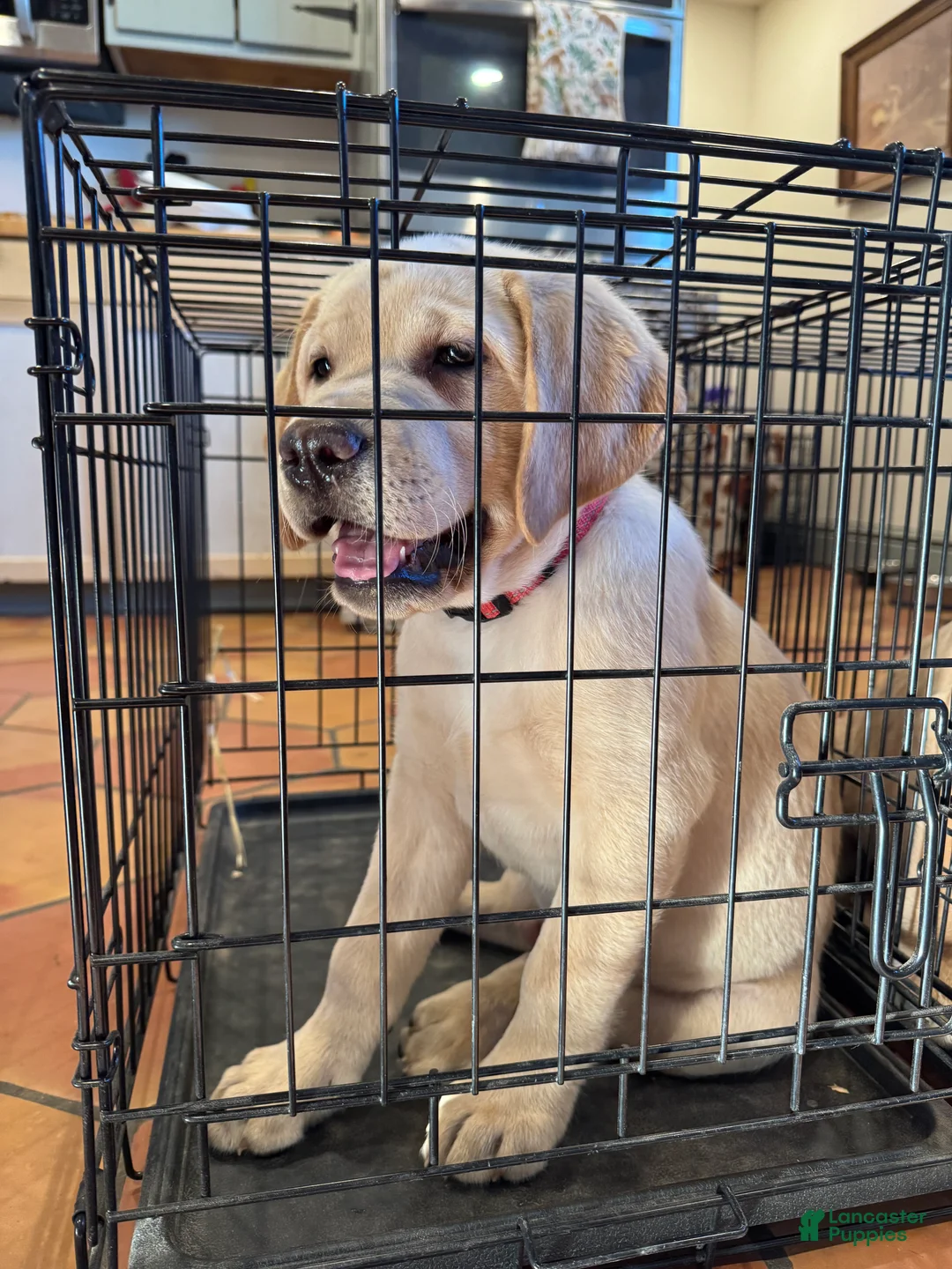 Labrador Retriever dogs for sale: Ketchup- Red collar - Ad 2