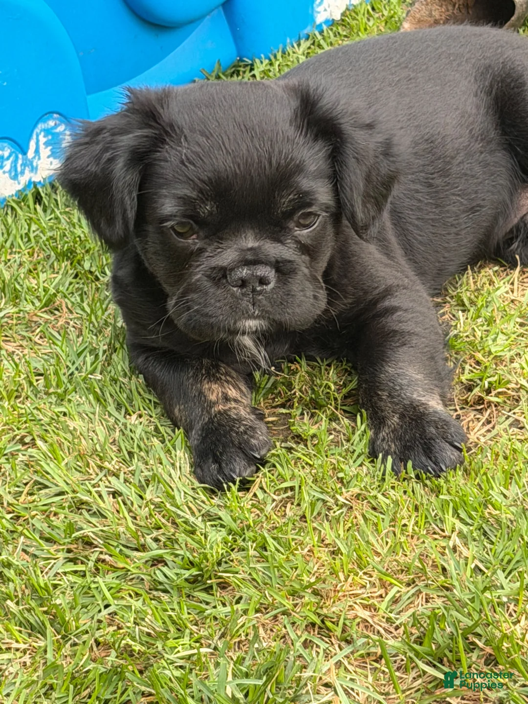 French Bulldog dogs for sale: French Bulldog Male Pup - Ad 10