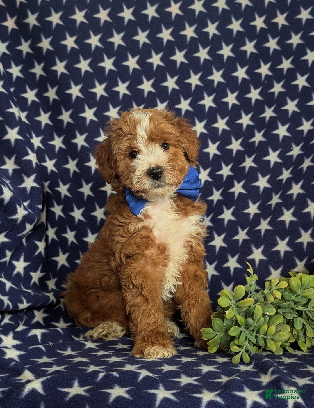 Mini Goldendoodle dogs for sale: Denver 15 lbs Full grown Hypoallergenic - Ad 4
