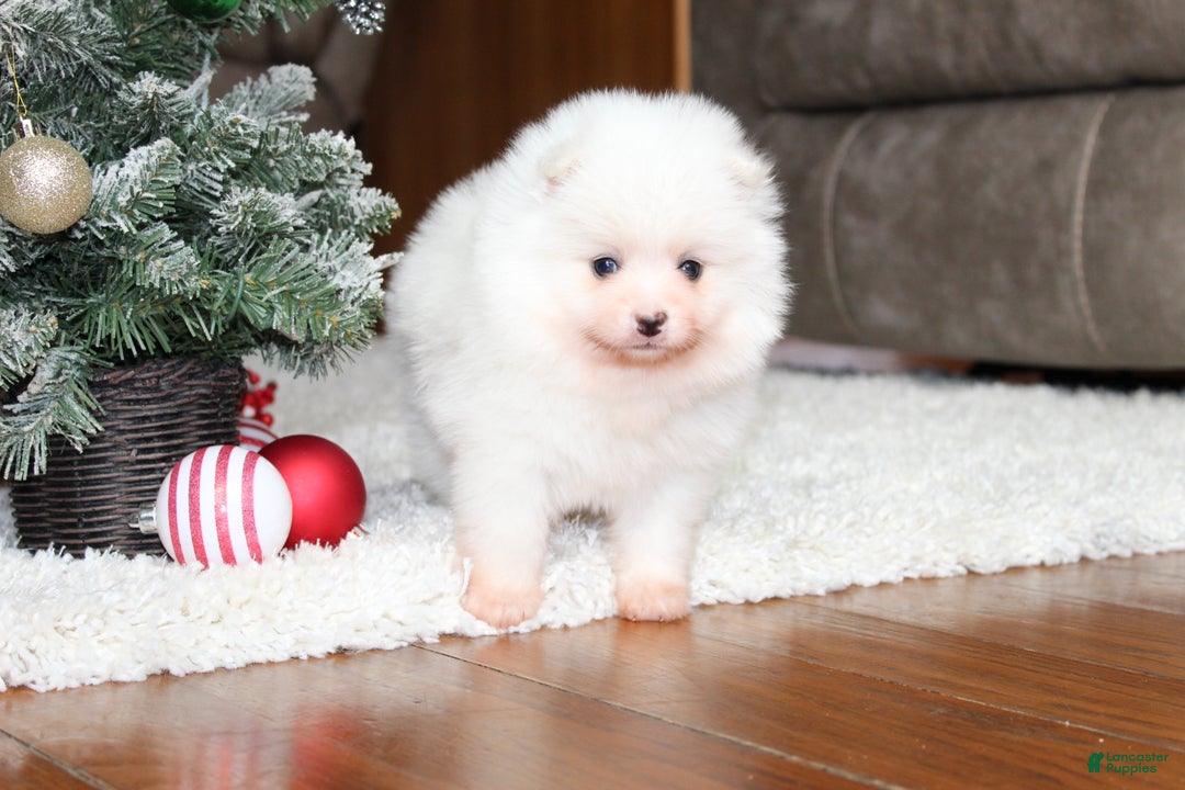Pomeranian dogs for sale: Emerson - Ad 4