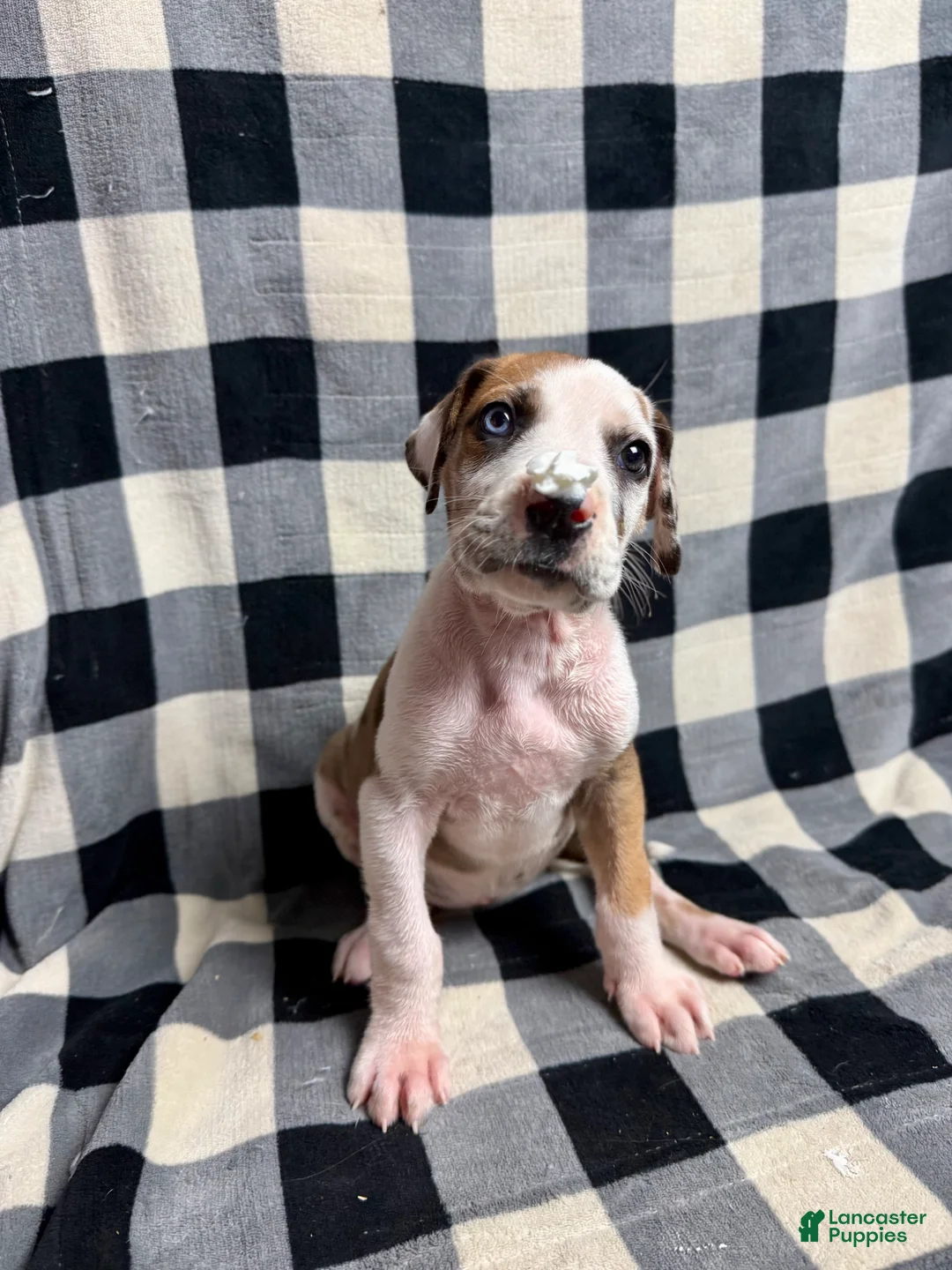 Great Dane dogs for sale: Fawnquin (Heavy Euro) - Ad 7