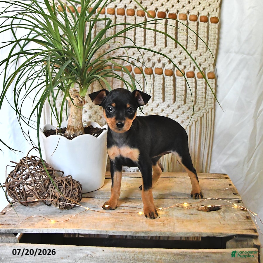 Miniature Pinscher dogs Betsie - Ad 2